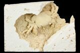 Fossil Crab (Potamon) Preserved in Travertine - Turkey #121378-2
